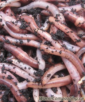 European Nightcrawlers